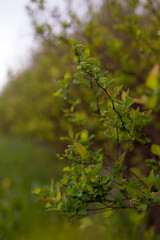 Photo of spring leaves and buds on bush