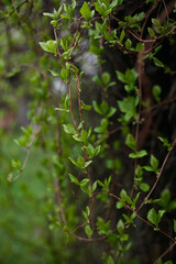 Spring leaves and buds of lemongrass