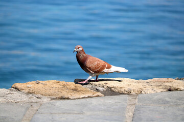 Brown and red pigeon walking on a stone wall with the sea in the background