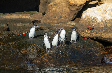 Obraz premium Galapagos penguins (Spheniscus mendiculus) between Santiago and Bartolome island, Galapagos islands national park, Ecuador. 
