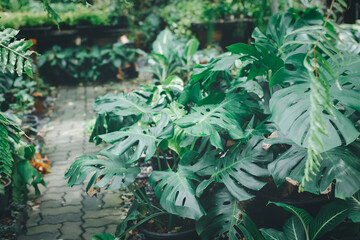 Monstera Philodendron plants in many pots beside walkway in green garden.