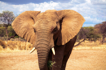 African Bush Elephant in the grassland of Etosha National Park