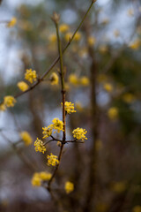 Cornelian cherry or European cornel blooming in spring