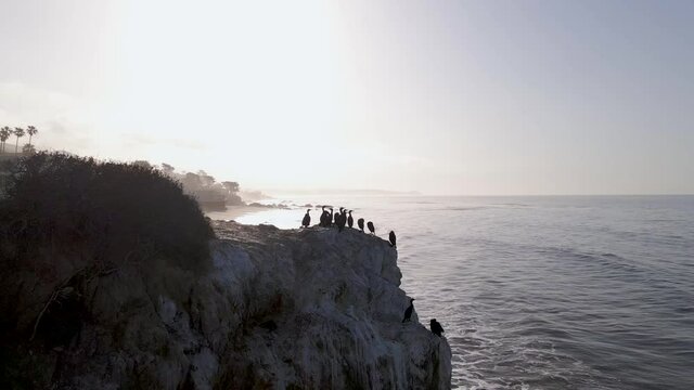Silhouettes of double-crested cormorants over cliff of El Matador beach, Malibu. Aerial backward