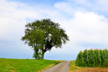 Sommerlandschaft mit Bäumen neben Feldweg und Maisfeld im Kraichgau