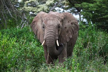African bush elephant
