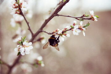 Bumblebee   on  spring tree