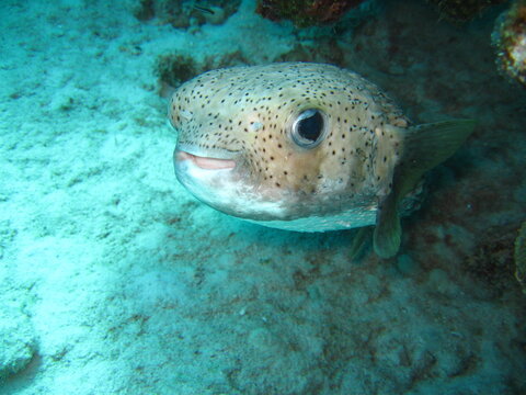 Kofferfisch
