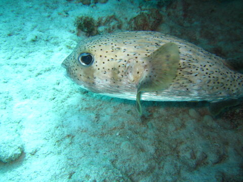 Kofferfisch