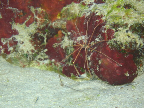 Kleine Krabbe
