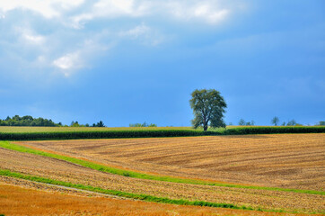 Sommerlandschaft mit abgeernteten Feldern mit Baum, Kraichgau, Baden-Württemberg