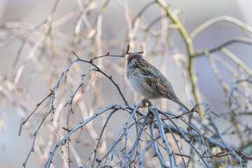 A beautiful sparrow sits on a tree branch in the spring.