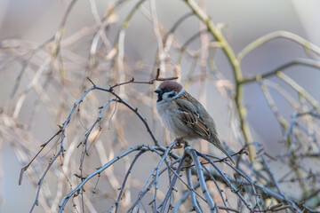A beautiful sparrow sits on a tree branch in the spring.