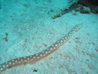 Weissspitzschlangenaal