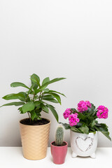 Different potted plants on the shelf against white wall