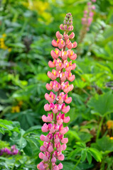 Rosarot blühende Lupine (Lupinus) 