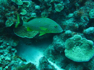 Fisch am Riff