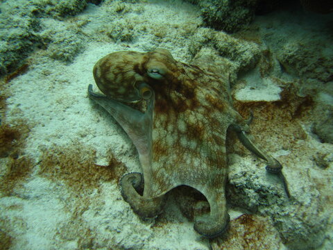 Oktopus