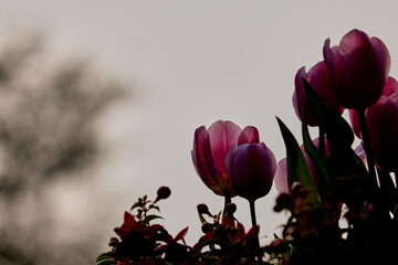 Obraz premium Pink tulips grayish sky