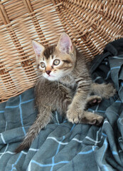 Touching little grey kitten, british cat feline young