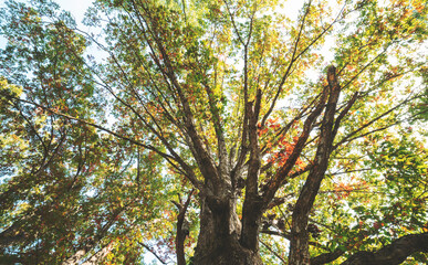 Big late summer tree from underneath