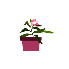 Blooming house plant in flower pot, flat cartoon vector illustration isolated.