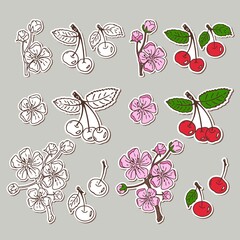 A set of vector stickers on an isolated background. Beautiful cherry blossoms and bright cherry tree berries. The drawings are perfect for postcards, backgrounds, packaging paper, prints, and labels.