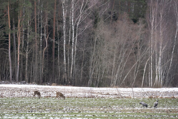 In the Latvian countryside, deer have come out to eat rape and two cranes are walking in the foreground.