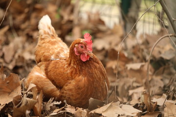 Poules et Coqs