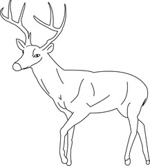 Vector hand painted graphic doodle illustration with black contour wild deer animal on the transparent background for design elements