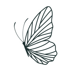 cute butterfly illustration