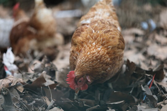 Poules et Coqs