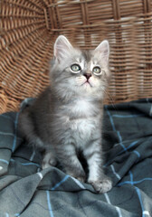 Fototapeta na wymiar Touching little grey kitten, british cat feline young