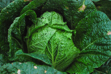 green cabbage in the garden