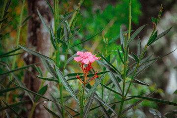 Flower In The Garden, Chiang Rai