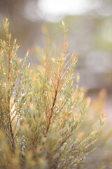 Fototapeta premium Autumn Leaves In The Morning, Chiang Rai