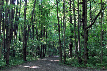 Fototapeta premium Forest green