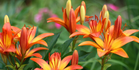 Background with orange lily flowers. Flowers composition. Copyspace for text. Focus on flowers
