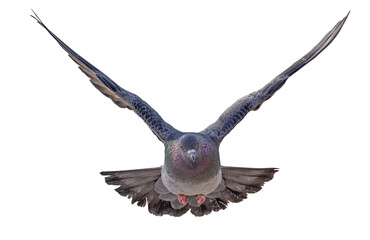 isolated on white dark pigeon in flight