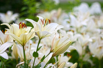 Obraz premium Photo of white lily flowers in the garden with green background. Summer concept. Floral background for web site, greeting card, banner, flower shop.