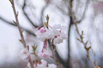 桜と花