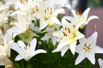 Fototapeta na wymiar Photo of white lily flowers in the garden with green background. Summer concept. Floral background for web site, greeting card, banner, flower shop.
