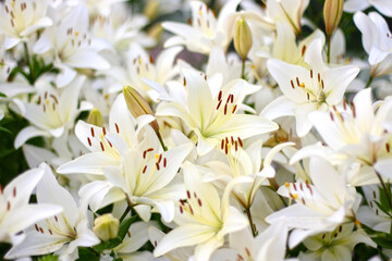 Photo of white lily flowers in the garden with green background. Summer concept. Floral background for web site, greeting card, banner, flower shop.