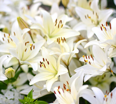 Photo of white lily flowers in the garden with green background. Summer concept. Floral background for web site, greeting card, banner, flower shop.