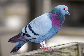 Colorful Pigeon Portrait