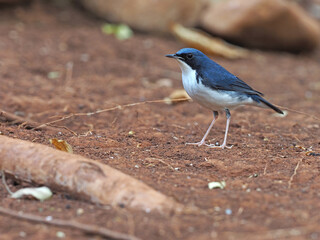 Siberian blue robin, Larvivora cyane