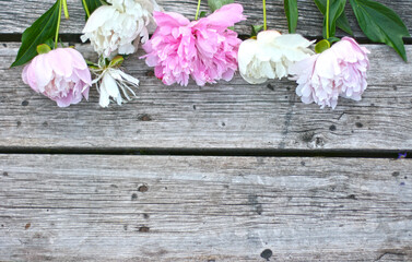 Beautiful pink and white pion flowers on wooden table. Flowers frame. Mock up for text. Copy space.