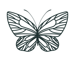 beautiful butterfly illustration