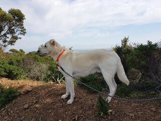 Cane al guinzaglio