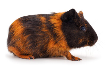 Guinea pig isolated.